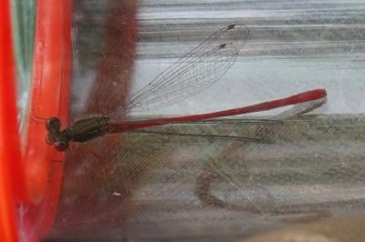Agrion délicat