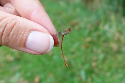 Agrion délicat
