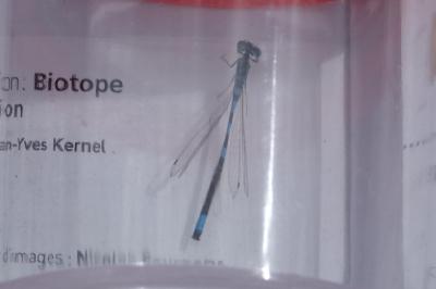 Agrion mignon 