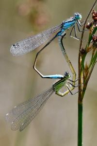 Agrion élégant