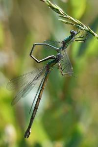 Leste vert