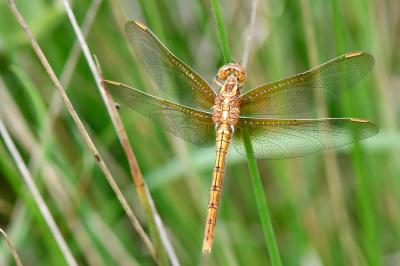Orthetrum coerulescens