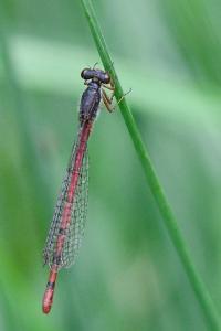 Agrion délicat