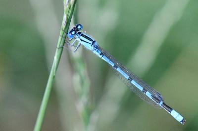 Agrion porte-coupe