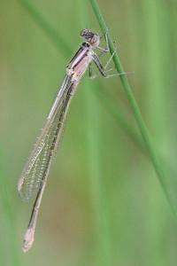 Agrion élégant
