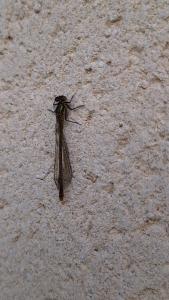 Petite nymphe au corps de feu 