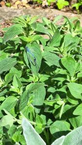Agrion jouvencelle