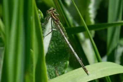 Agrion à larges pattes
