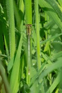 Agrion à larges pattes