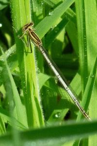 Agrion à larges pattes