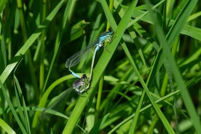 Agrion élégant