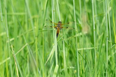 Libellule quadrimaculée 