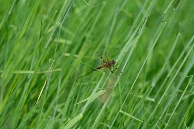 Libellule quadrimaculée 