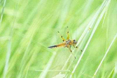 Libellule quadrimaculée 