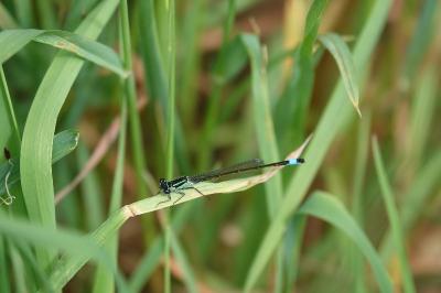 Agrion élégant