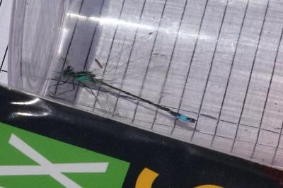 Agrion élégant