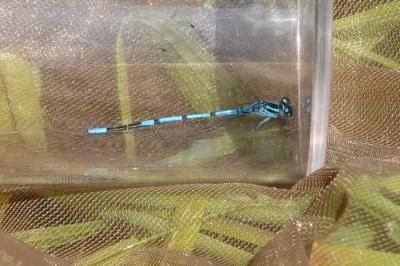 Agrion jouvencelle