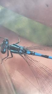 Agrion de Mercure