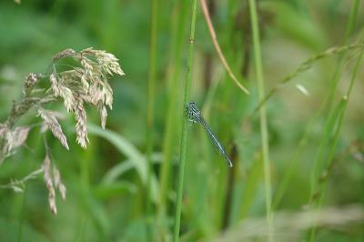 Agrion à larges pattes