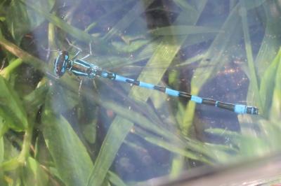 Agrion de Mercure