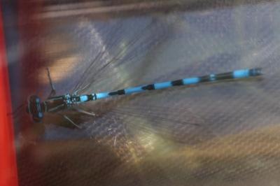 Agrion de Mercure