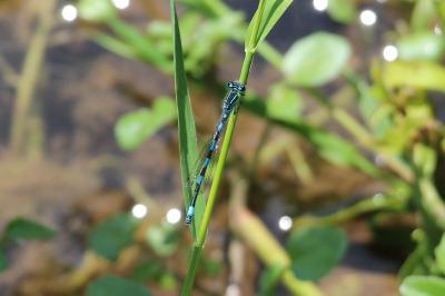 Agrion de Mercure