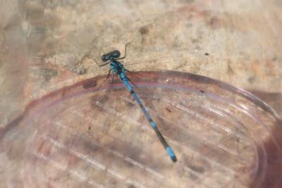 Agrion jouvencelle