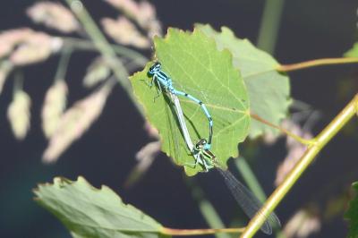 Agrion jouvencelle