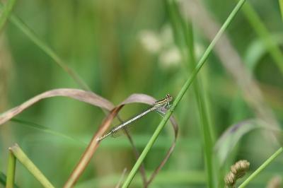 Agrion à larges pattes