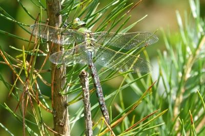 Anax empereur 