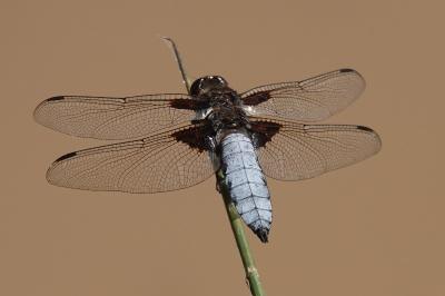 Libellule déprimée 