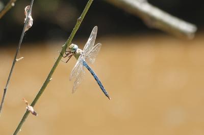 Anax empereur 