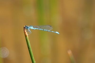 Agrion jouvencelle