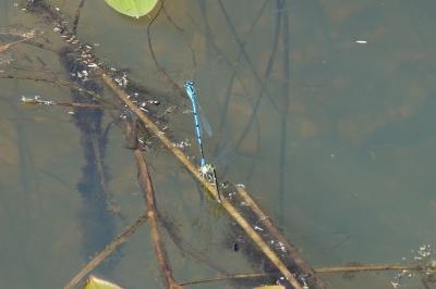 Agrion jouvencelle