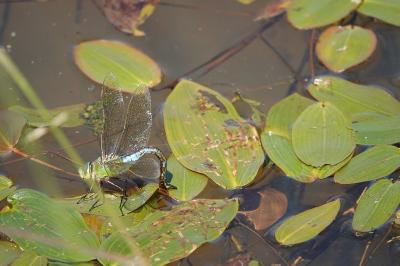 Anax empereur 