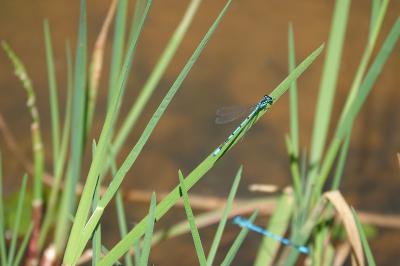 Agrion jouvencelle