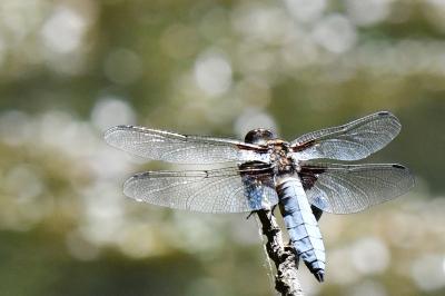 Libellule déprimée 