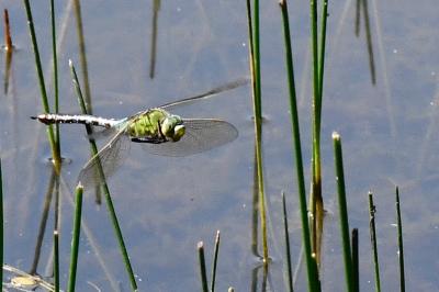 Anax empereur 