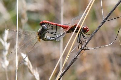 Sympetrum fonscolombii