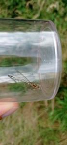 Agrion à larges pattes