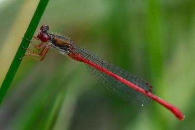 Agrion délicat