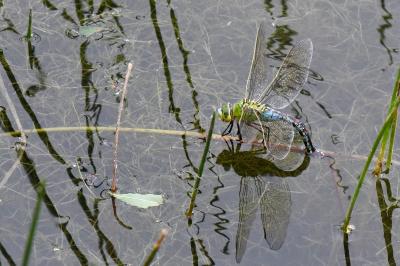 Anax empereur 