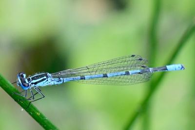 Agrion jouvencelle