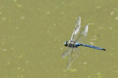 Anax empereur 