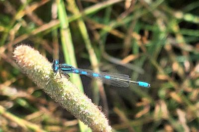 Agrion mignon 