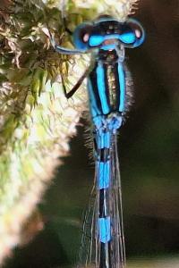 Agrion mignon 