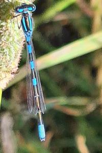 Agrion mignon 
