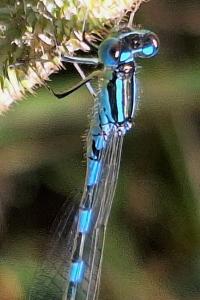 Agrion mignon 