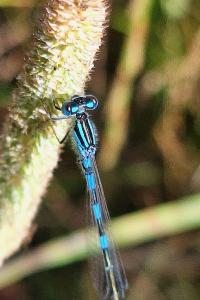 Agrion mignon 