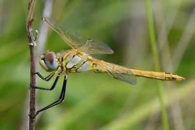 Sympetrum fonscolombii